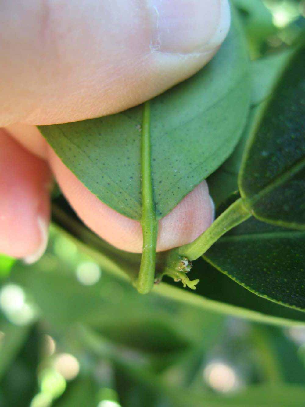              Petiole (Winter Haven, FL)       